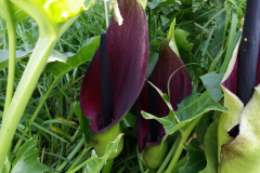 Dracunculus vulgaris