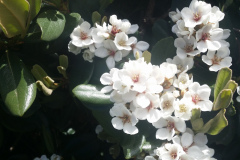 No Idea but the bees love them