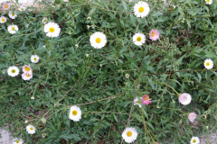Seaside Daisies