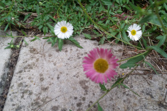Seaside Daisies