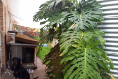 House Plants Gone Wild