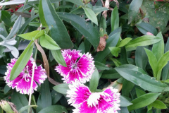 Single Carnations
