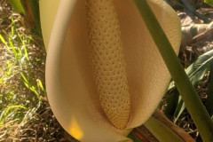 Monstera Flower