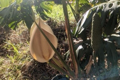 Monstera Flower with Mature Fruit