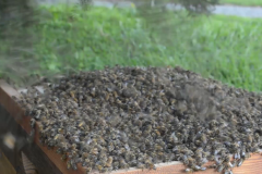 First Ever Swarm Catch