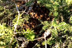 Tangle of Bees