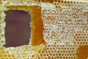 somewhere_better_primary_catagory_image_honeycomb